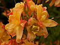 Rhododendron calendulaceum Kaska (Tomszak) IMG_6008_1 Różanecznik